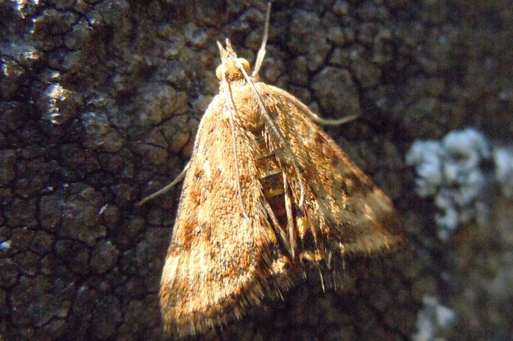Pyrausta despicata?